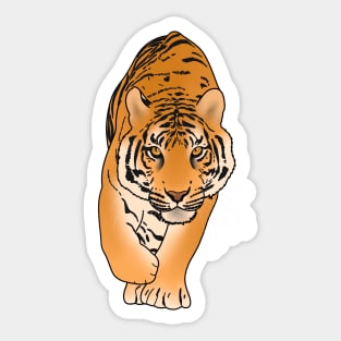 Tiger Stalking, Big Cat, Love Tigers Sticker